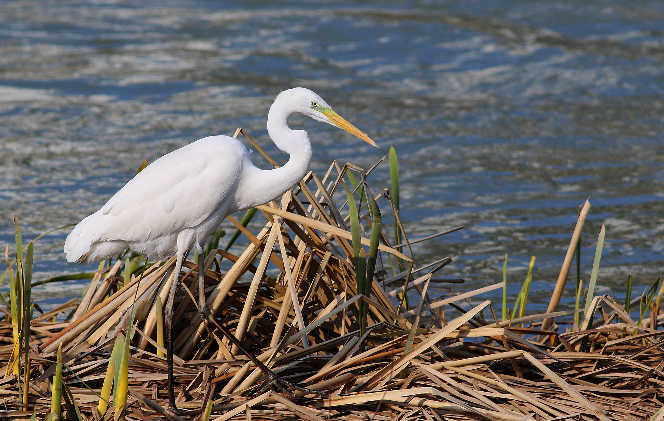 Great Egret